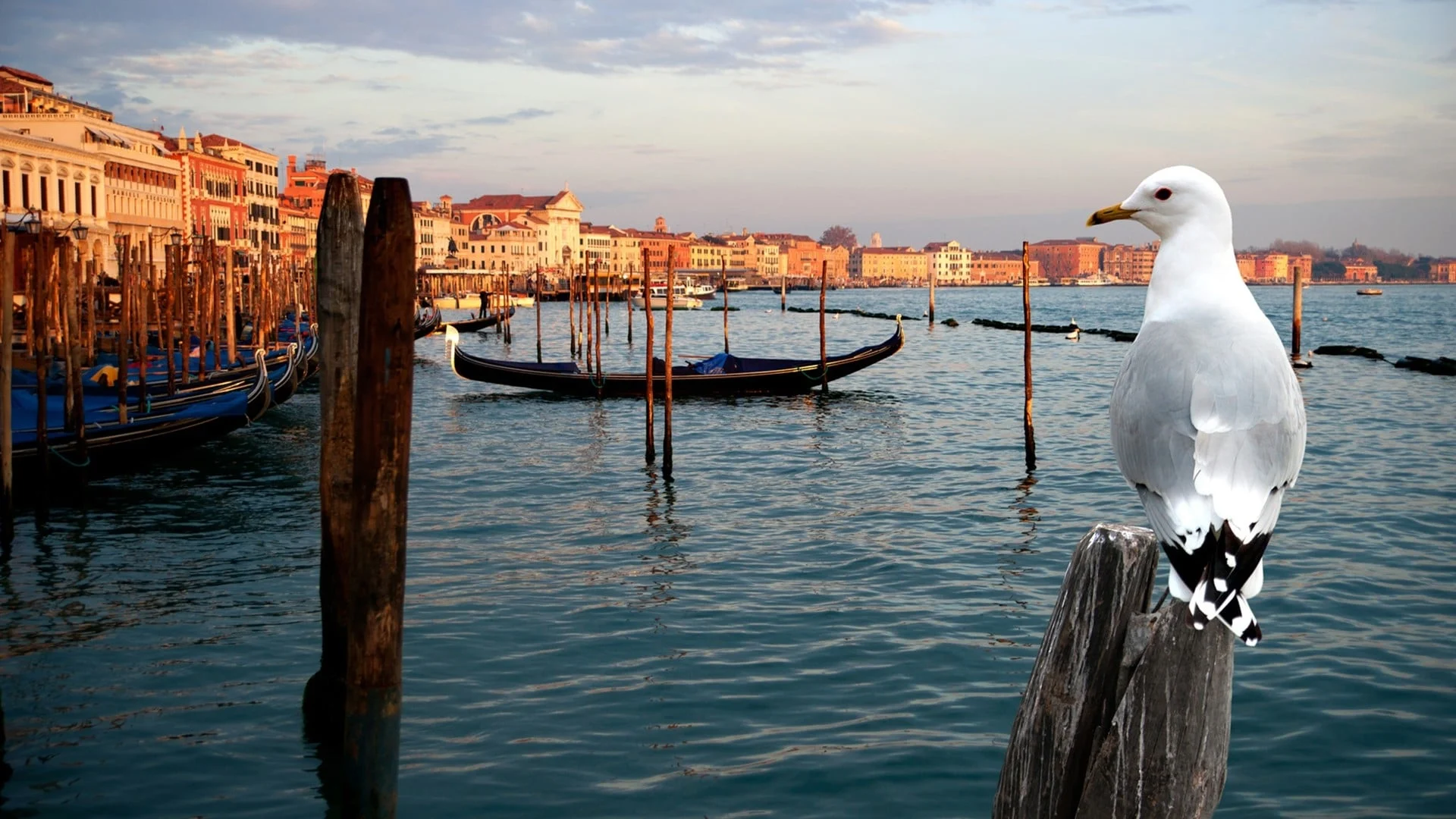 Thiên Nhiên Hoang Dã Venice