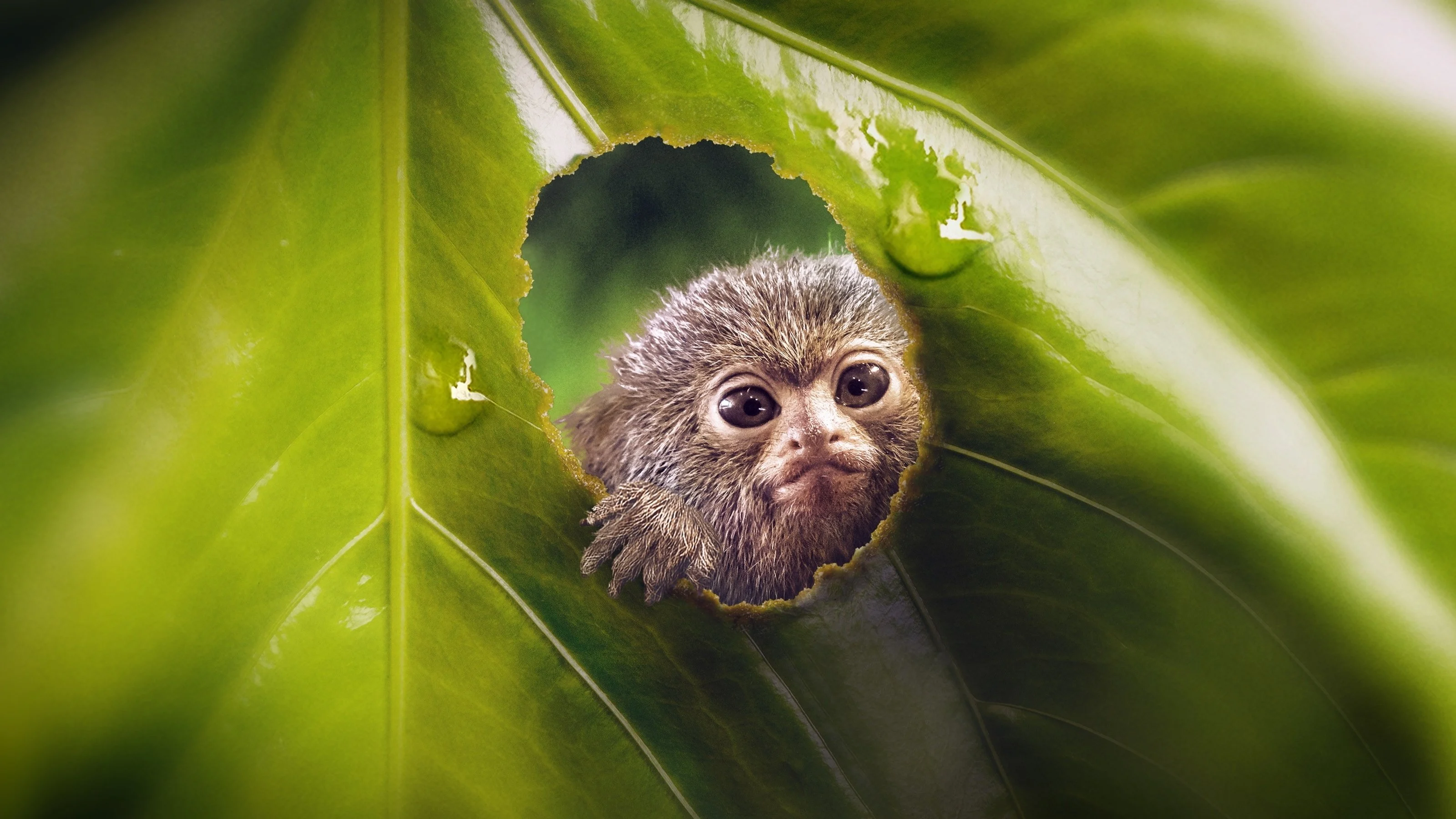 Thế Giới Siêu Nhỏ (Phần 1)